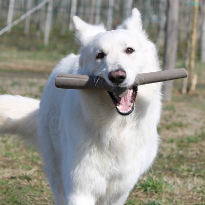 Bama Pet игрушка для собак палочка TUTTO MIO 37см, резиновая, цвета в ассортименте