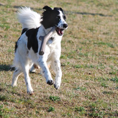 Bama Pet игрушка для собак палочка TUTTO MIO 37см, резиновая, цвета в ассортименте