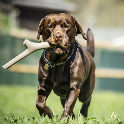 Bama Pet игрушка для собак палочка TUTTO MIO 37см, резиновая, цвета в ассортименте