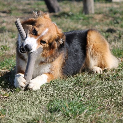 Bama Pet игрушка для собак палочка TUTTO MIO 37см, резиновая, цвета в ассортименте