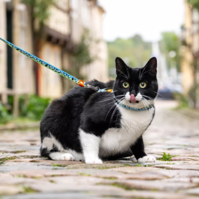 Max & Molly Комплект для кошек шлейка и поводок, Черная овечка