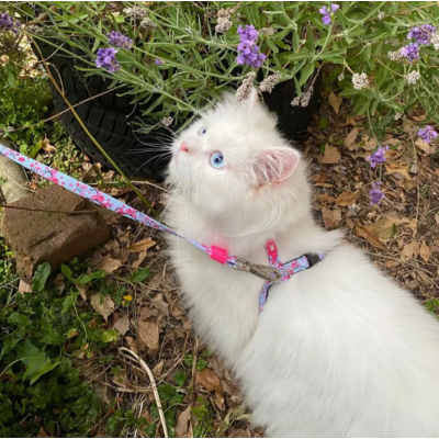 Max & Molly Комплект для кошек шлейка и поводок, Сакура