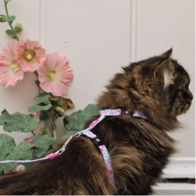 Max & Molly Комплект для кошек шлейка и поводок, Сакура