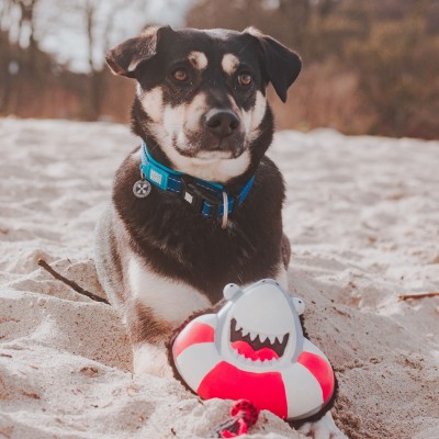 Max&Molly Комбинированная игрушка Акула Фрэнзи