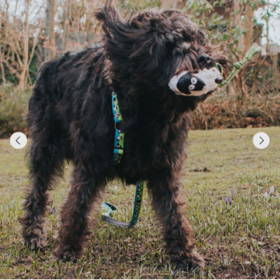 Max&Molly Комбинированная игрушка Овечка Вуди