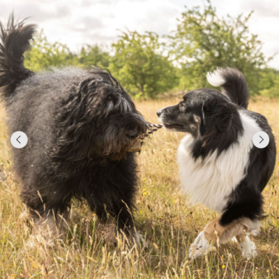 Max&Molly Комбинированная игрушка обезьянка Король Джулиан