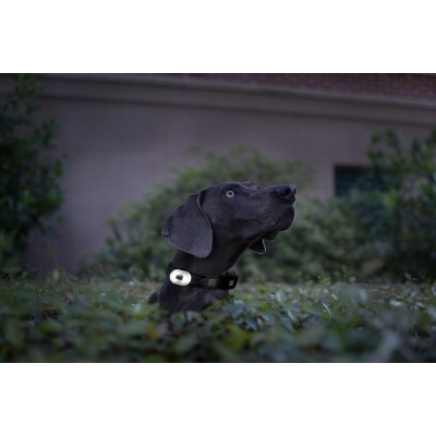 Max & Molly Светящийся брелок на ошейник, шлейку, поводок для собак Matrix Ultra LED оранжевый