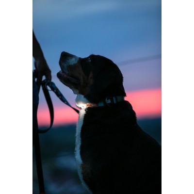 Max & Molly Светящийся брелок на ошейник, шлейку, поводок для собак Matrix Ultra LED оранжевый