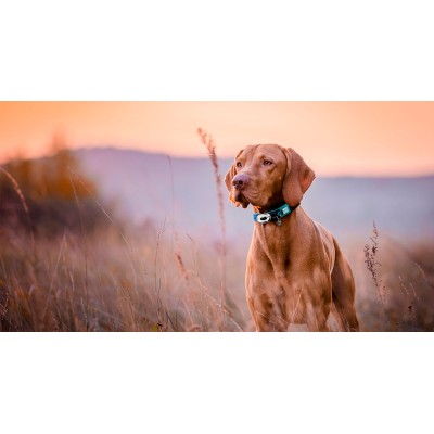 Max & Molly Фонарик на ошейник, шлейку, поводок для собак Matrix Ultra LED голубой