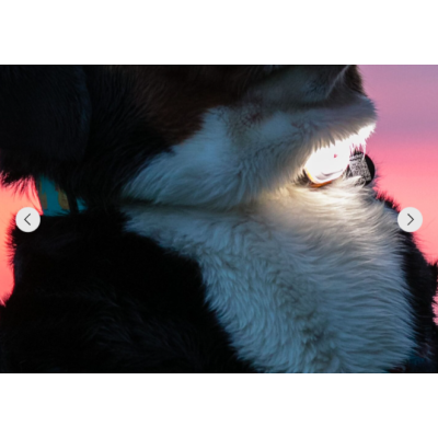 Max & Molly Фонарик на ошейник, шлейку, поводок для собак Matrix Ultra LED голубой