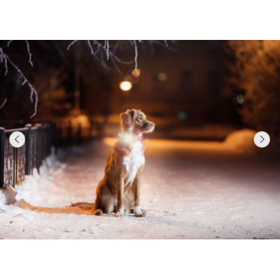 Max & Molly Фонарик на ошейник, шлейку, поводок для собак Matrix Ultra LED голубой