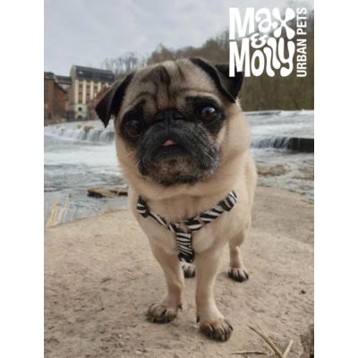 Max & Molly Н-образная шлейка Зебра XS