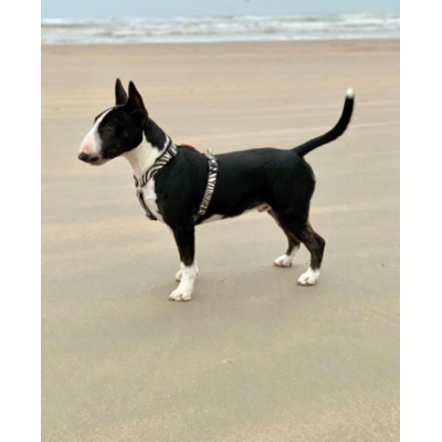 Max & Molly Н-образная шлейка Зебра XS