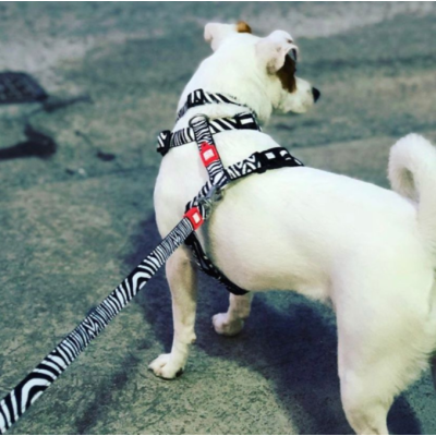 Max & Molly Н-образная шлейка Зебра XS