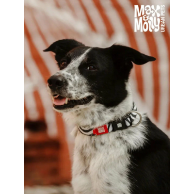 Max & Molly Ошейник для собак Smart ID зебра L