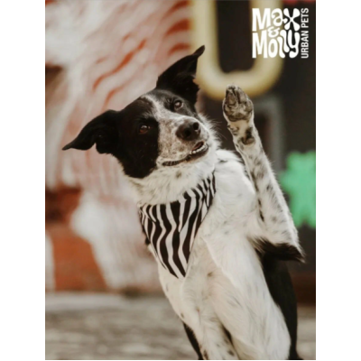 Max & Molly Ошейник для собак Smart ID зебра L