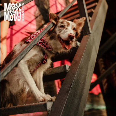 Max & Molly Н-образная шлейка Розовый леопард L