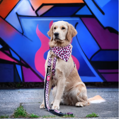 Max & Molly Н-образная шлейка Розовый леопард L