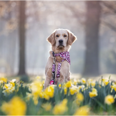 Max & Molly Н-образная шлейка Розовый леопард L