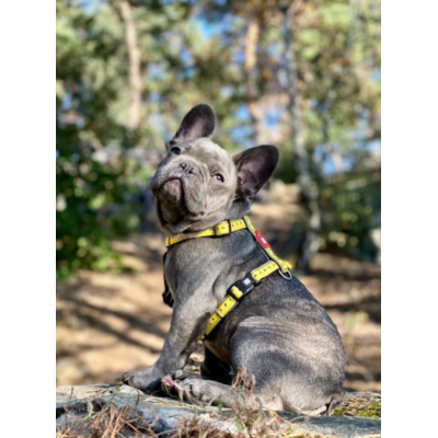 Max & Molly Н-образная шлейка Рулетка L