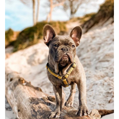 Max & Molly Н-образная шлейка Рулетка L