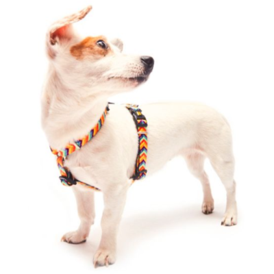 Max & Molly Н-образная шлейка Летнее время L