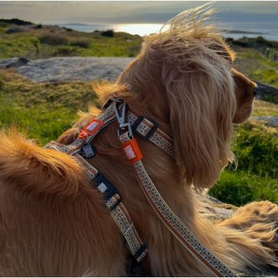 Max & Molly Н-образная шлейка Этнический S