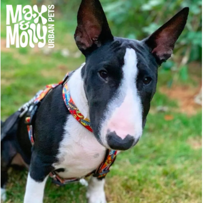 Max & Molly Н-образная шлейка Герои S