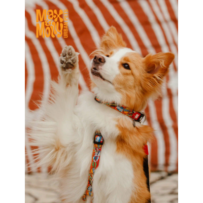 Max & Molly Ошейник для собак Smart ID Герои S