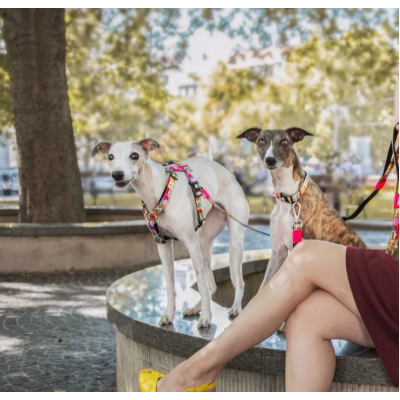 Max & Molly Н-образная шлейка Миссис Поп XS