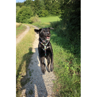 Max & Molly Н-образная шлейка Маленькие монстры XS