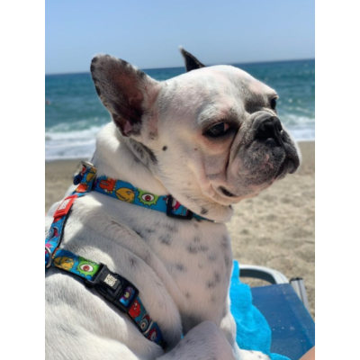 Max & Molly Н-образная шлейка Маленькие монстры XS