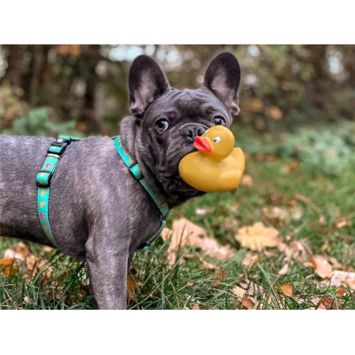 Max & Molly Н-образная шлейка Утята L