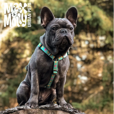 Max & Molly Н-образная шлейка Утята L