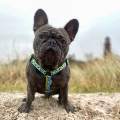 Max & Molly Н-образная шлейка Черная овечка XS