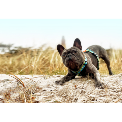 Max & Molly Н-образная шлейка Черная овечка XS