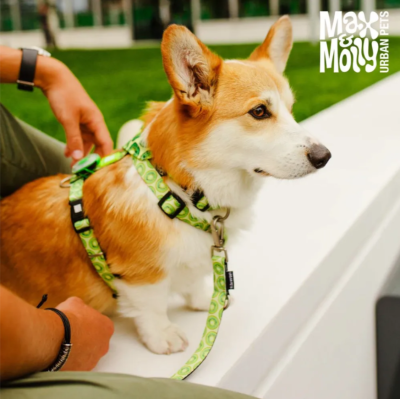 Max & Molly Н-образная шлейка Киви S