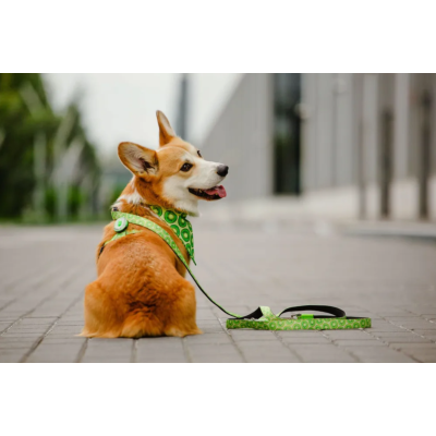 Max & Molly Н-образная шлейка Киви S