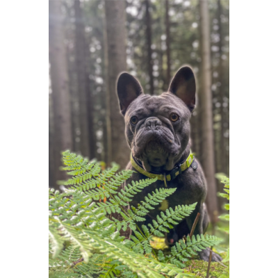 Max & Molly Н-образная шлейка Киви S