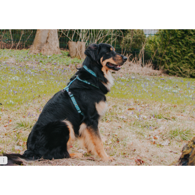 Max & Molly Н-образная шлейка Ретро голубой S