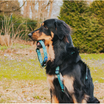 Max & Molly Ошейник для собак Smart ID Ретро-голубой S