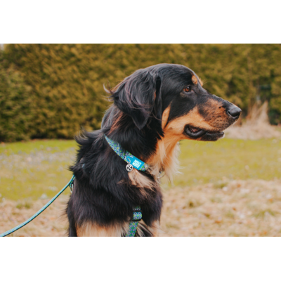 Max & Molly Ошейник для собак Smart ID Ретро-голубой S