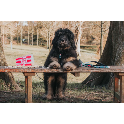 Max & Molly Н-образная шлейка Попкорн S