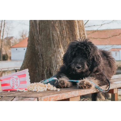 Max & Molly Н-образная шлейка Попкорн S