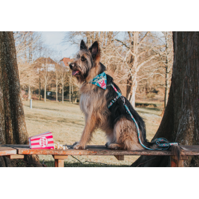 Max & Molly Н-образная шлейка Попкорн S