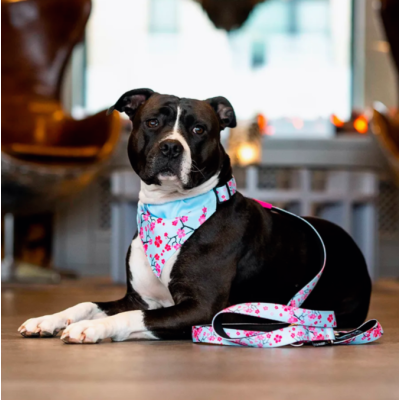 Max & Molly Н-образная шлейка Сакура S