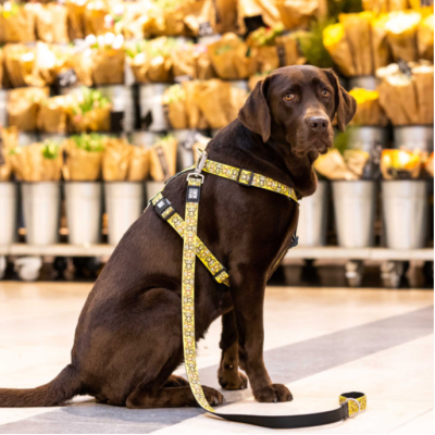 Max & Molly Н-образная шлейка Обезьянки M