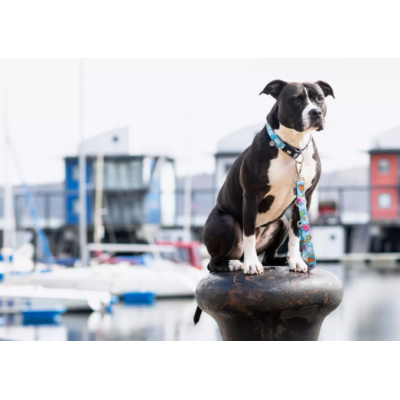 Max & Molly Н-образная шлейка Голубой океан M