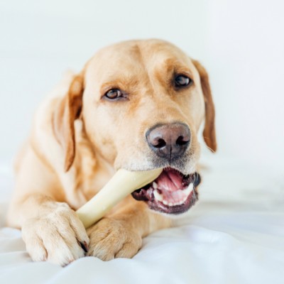 Petstages игрушка для собак Chick-A-Bone косточка с ароматом курицы 11 см. малая