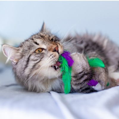 Petstages игрушка для кошек Dental "Капуста" с кошачьей мятой 20 см.